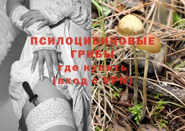 гашик Алексин
